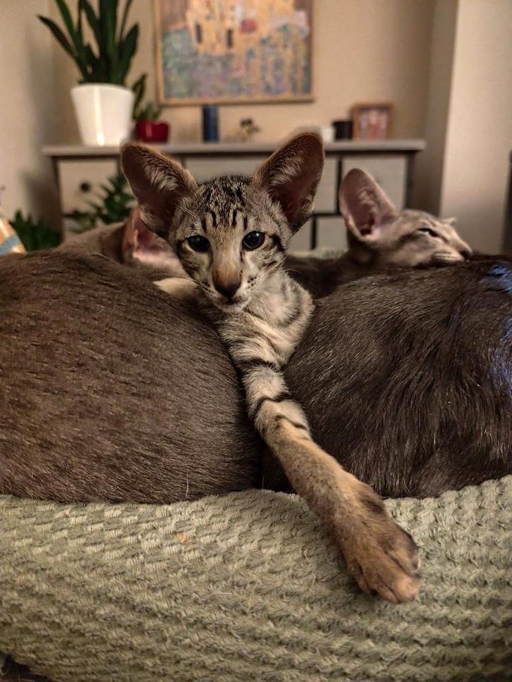 Oosterse Korthaar kitten – black tabby spotted, Dieren en Toebehoren, Katten en Kittens | Raskatten | Korthaar, Poes, Gechipt