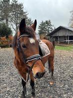 New-forest D-pony merrie, 27jr. voor goed thuis, Dieren en Toebehoren, Merrie, 11 jaar of ouder, D pony (1.37m tot 1.48m), Met stamboom