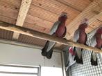 Kaketoe rosé, Dieren en Toebehoren, Vogels | Parkieten en Papegaaien, Vrouwelijk, Papegaai, Geringd