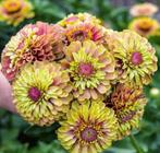 Zinnia elegans  Queen Lime with Blush zaden, Verzenden