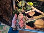 Boa constrictor Caulker Cay (dwergvariant), Dieren en Toebehoren, Reptielen en Amfibieën, Slang, 0 tot 2 jaar
