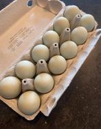 Araucana Broedeieren, Dieren en Toebehoren, Pluimvee, Geslacht onbekend, Kip