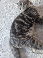 Kat, Dieren en Toebehoren, Kater