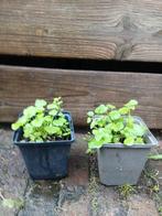 Kaasjeskruit (malva) P9, Volle zon, Vaste plant, Zomer, Ophalen