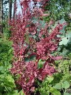 Uit de biologische moestuin: Rode Tuinmelde, zaden., Ophalen of Verzenden, Voorjaar, Halfschaduw, Zaad