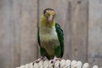 Baby Caique´s | Roestkop | getest | Handtam | Speels, Meerdere dieren, Papegaai, Pratend