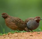 Jungle Bush Kwartels te koop, Dieren en Toebehoren, Meerdere dieren, Overige soorten