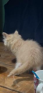 Halflangharige prachtige jonge Ragdolls ,  katertjes, Dieren en Toebehoren, Kater, Ontwormd