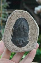 Trilobiet Fossiel (nr. 8), Verzamelen, Mineralen en Fossielen, Ophalen of Verzenden, Fossiel