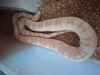 Rattenslang man, Dieren en Toebehoren, Reptielen en Amfibieën, Slang, 0 tot 2 jaar