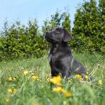 Geplaatst!, Teef, Labrador retriever, Eén hond, 3 tot 5 jaar