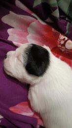 Lieve Puppies van 5 weekjes oud we hebben nog twee teefjes, 8 tot 15 weken, Meerdere, Meerdere dieren, Nederland