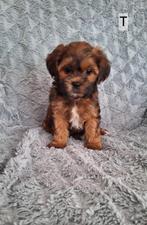 Super mooi gekleurde boomer pups. Maltezer x Shih tzu, Dieren en Toebehoren, Honden | Chihuahua's en Gezelschapshonden, Overige rassen