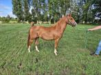 Kleine maat New Forest pony, Merrie, Gechipt, 0 tot 2 jaar, C pony (1.27m tot 1.37m)
