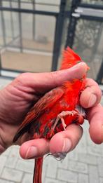 Rode Kardinaal koppels (Cardinalis cardinalis) Overjarig | V, Meerdere dieren, Geringd