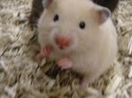 Goudhamsters Hamster., Dieren en Toebehoren, Knaagdieren, Meerdere dieren, Hamster, Na 1 juli 2024, Tam
