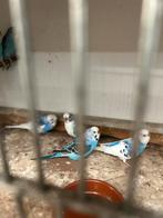 Grasparkieten zie beschrijving, Dieren en Toebehoren, Meerdere dieren, Parkiet