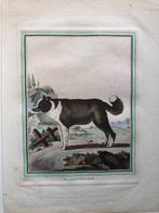 Buffon Le Chien D'Islande (The Icelandic Dog) 1770, Antiek en Kunst, Ophalen of Verzenden