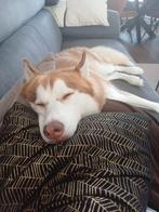 Lief nieuw thuis gezocht voor mijn bijzondere hond, Dieren en Toebehoren, Overige Dieren, December, Mannelijk