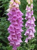 BIOLOGISCH ZAAD VINGERHOEDSKRUID roze tinten DIGITALIS, Ophalen of Verzenden, Volle zon, Zaad