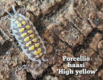 Porcellio haasi 'High yellow' beschikbaar voor biedingen