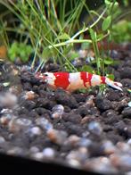 Crystalred garnalen (shrimps), Dieren en Toebehoren, Vissen | Aquariumvissen, Kreeft, Krab of Garnaal
