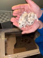 2 Russische dwerghamster, Hamster, Mannelijk, Juli, Tam
