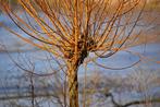 Salix alba 'Yelverton' – Oranje schietwilg, bio, Minder dan 100 cm, Volle zon, In pot, Overige soorten