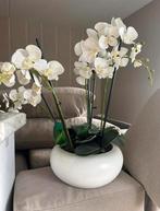 Neppe orchideeën wit met pot, Binnen, Zo goed als nieuw, Ophalen