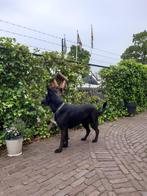 dieren en toebehoren, Dieren en Toebehoren, Honden | Herdershonden en Veedrijvers, 6 jaar of ouder, Rabiës (hondsdolheid), Teef