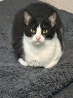 Gratis ophalen katten/kittens Den Haag, Dieren en Toebehoren, Katten en Kittens | Overige Katten