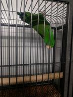 Edelpapegaaien, Meerdere dieren, Papegaai, Geringd