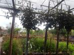 Elaeagnus ebbengi Compacta op stam 150 cm in pot, Lente, 100 tot 250 cm, Ophalen, Volle zon