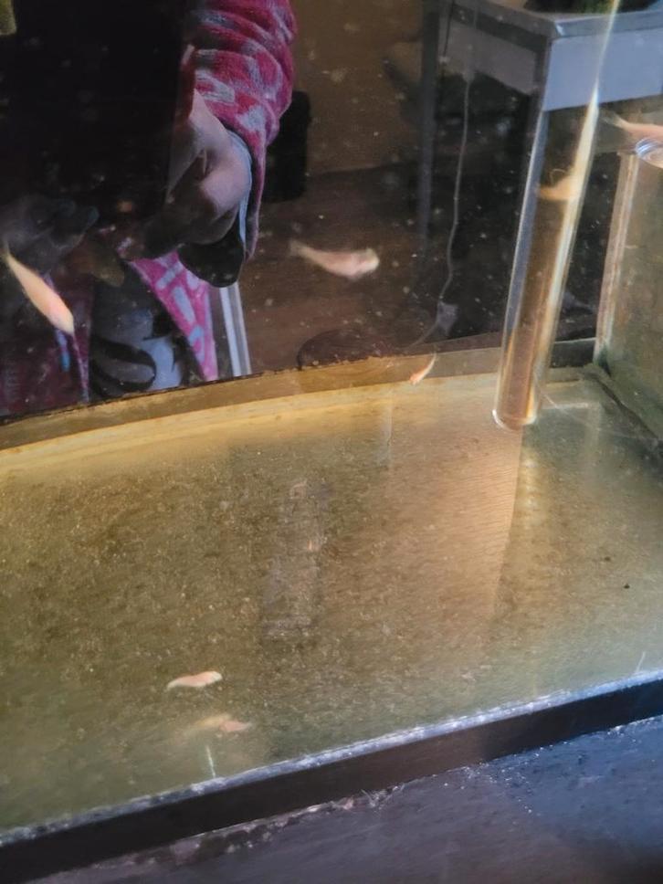 Baby Koi"s klaar voor verhuizing, Dieren en Toebehoren, Vissen | Vijvervissen, Karper of Koi