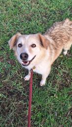 Daria teefje 4 jaar, Particulier, Buitenland, Teef, Parvo