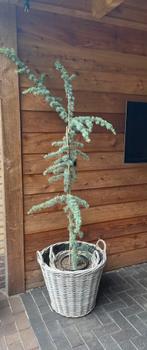 Ceder, Tuin en Terras, Planten | Bomen, Ophalen, In pot, Overige soorten, 100 tot 250 cm