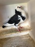 Zwartbont  doffer, Dieren en Toebehoren, Vogels | Duiven, Mannelijk, Kropper