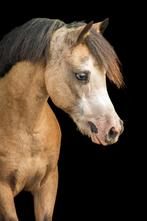 Welsh pony’s, Dieren en Toebehoren, Merrie, B pony (1.17m tot 1.27m), 11 jaar of ouder