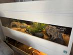Terrarium PG Terrascaping 150x50x50cm met 3 luipaardgecko’s, Ophalen, Onbekend, Zo goed als nieuw, Onbekend
