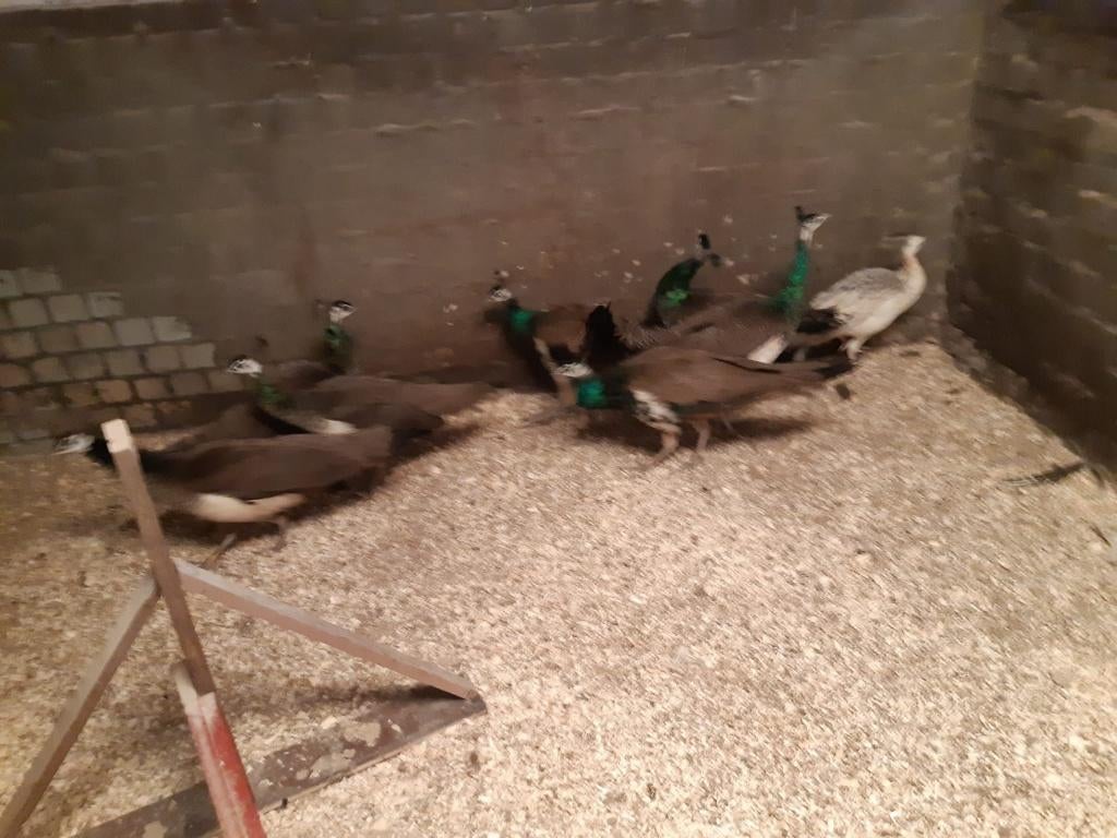 Blauwe hennen en hanen, Dieren en Toebehoren, Pluimvee, Vrouwelijk, Overige soorten