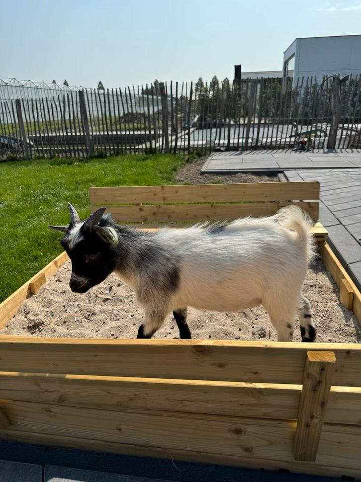 Gecastreerd dwergbokje, Dieren en Toebehoren, Schapen, Geiten en Varkens, Geit, Mannelijk