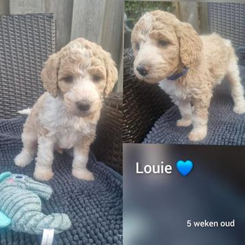 Konings Poedel pups  beschikbaar voor biedingen