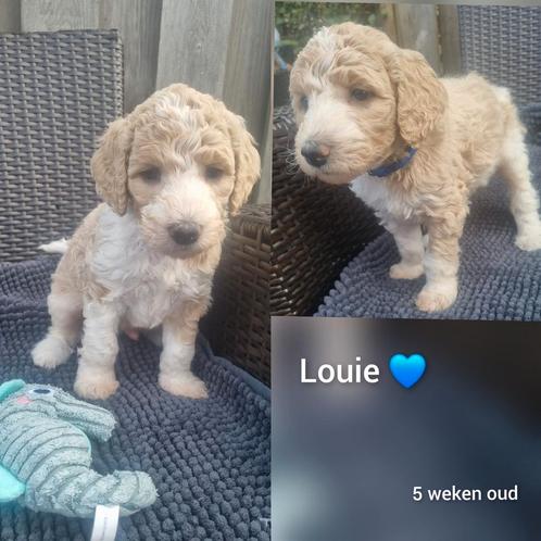 Konings Poedel pups, Dieren en Toebehoren, Honden | Retrievers, Spaniëls en Waterhonden, Meerdere dieren, Overige rassen, Particulier