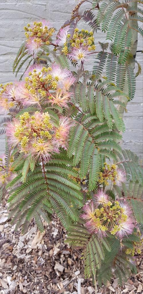 Albizia Chocolate Fountain / Nieuw !! / treur slaapboom, Tuin en Terras, Planten | Bomen, Treurboom, 100 tot 250 cm, Volle zon