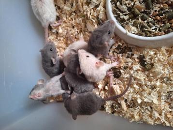 Dwergrat,Dwergratjes  beschikbaar voor biedingen