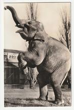 Artis Amsterdam jonge Indische olifant ansichtkaart, Verzamelen, Ansichtkaarten | Nederland, Verzenden, 1940 tot 1960, Gelopen