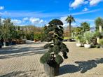 Ilex crenata 'Kinme' tuinbonsai / bonsai te koop!!, In pot, Bloeit niet, Halfschaduw, 100 tot 250 cm