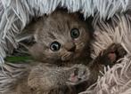 Prachtige 100% Brits korthaar kittens, Dieren en Toebehoren, Kater, Ontwormd, 0 tot 2 jaar