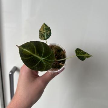 Alocasia black velvet aurea variegata beschikbaar voor biedingen