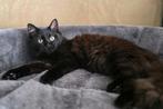 Black solid ragdoll ~Met stamboom~ Uit geteste ouders, Poes, Gechipt, 0 tot 2 jaar
